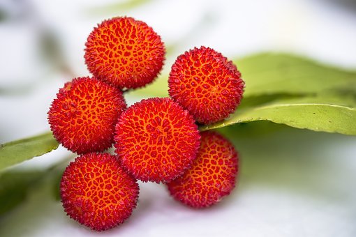 berries