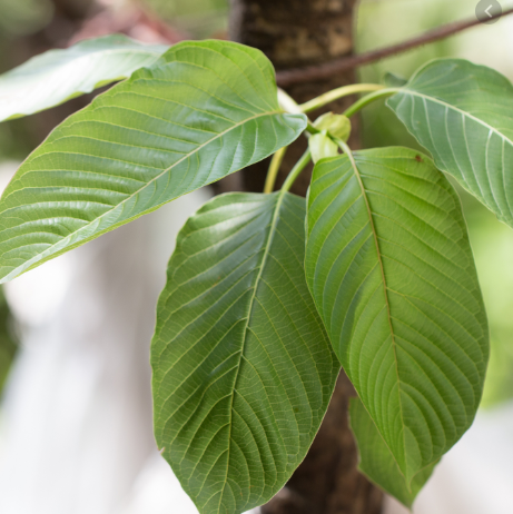 kratom leaves