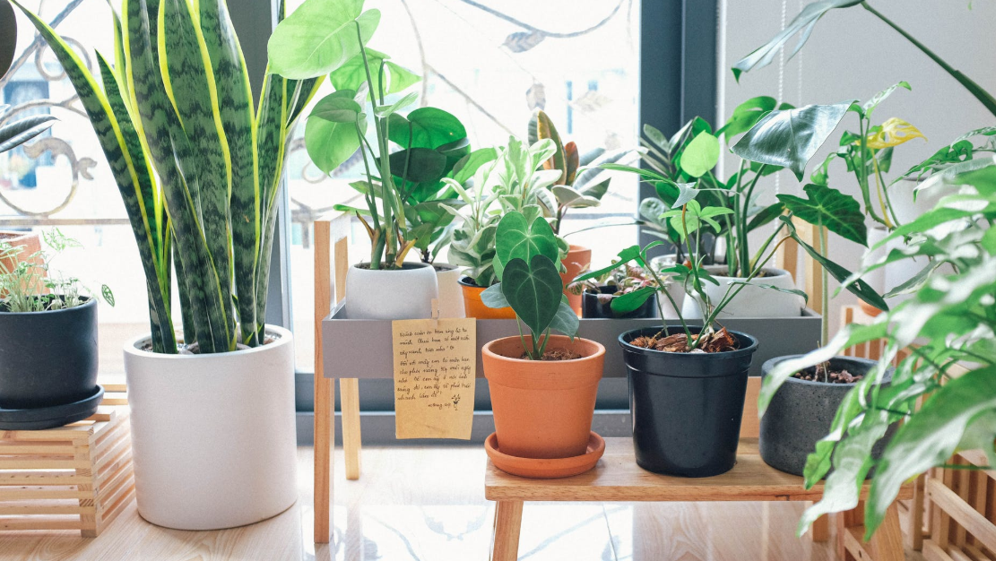 set of indoor plants in a pot