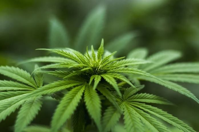 cannabis