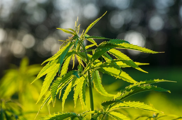 Cannabis health ftd